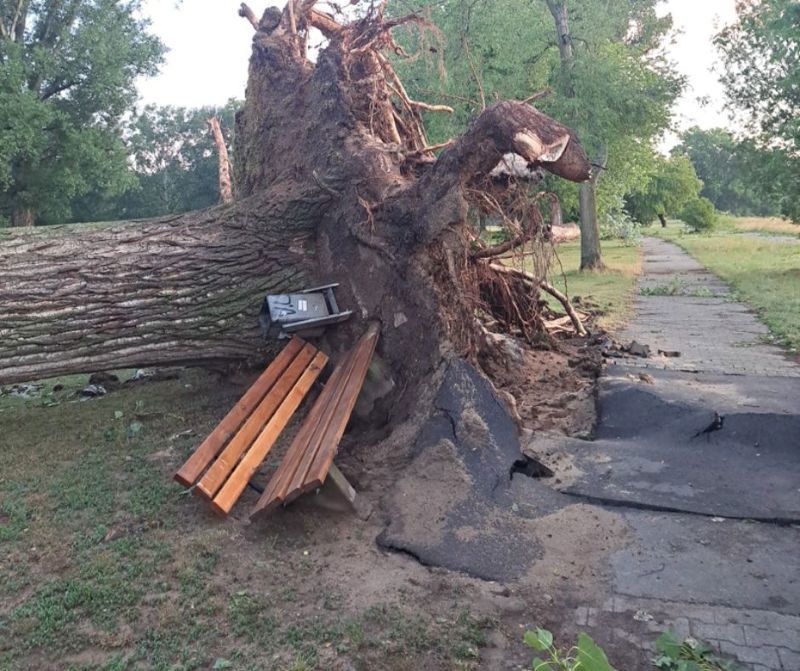 Ein großer, umgestürzter Baum liegt quer über einer Parkbank und hat dabei Teile des Gehwegs und der Sitzbank angehoben und beschädigt, rundherum grüne Bäume und eine ruhige Parklandschaft. 