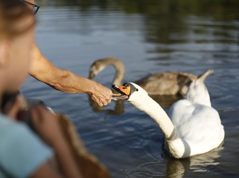 Ein Schwan wird gefüttert.