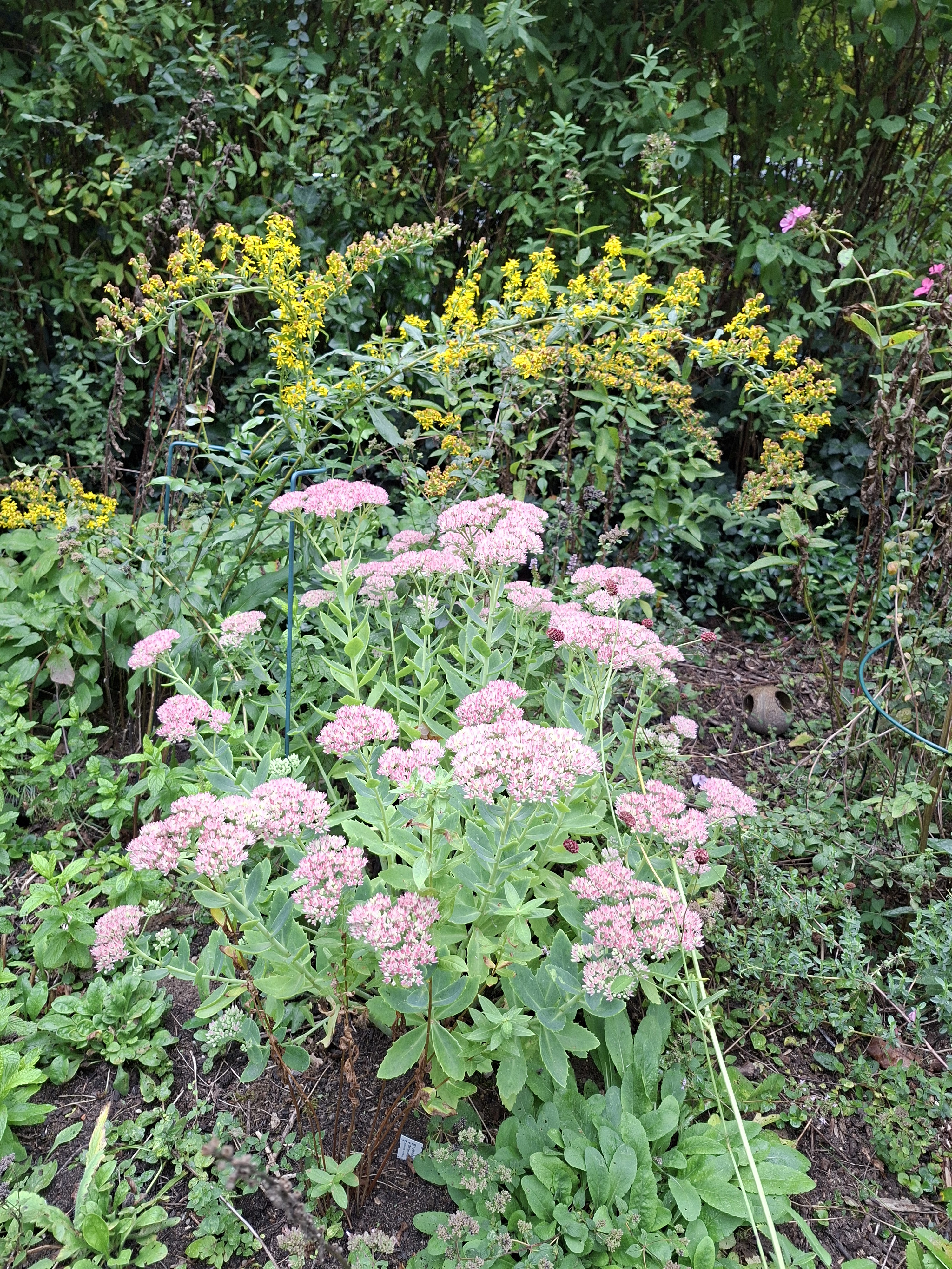 Purpur-Waldfetthenne und Gewöhnliche Goldrute locken von August bis Oktober viele Blütenbesucher in den naturnahen Garten