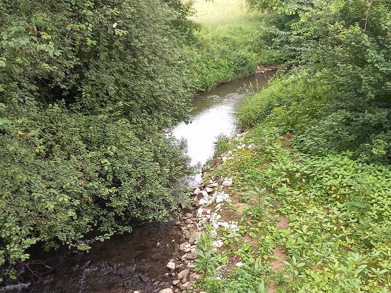 Ein kliener Fluss umrahmt von Bäumen. 