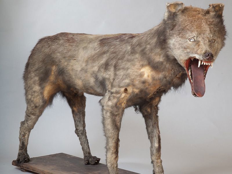 Ausgestopfter Wolf auf einer Holzplatte