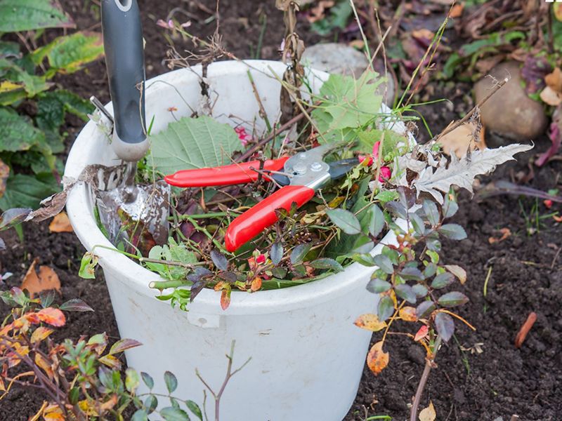 Ein Eimer mit Grüngut und einer Gartenschere.