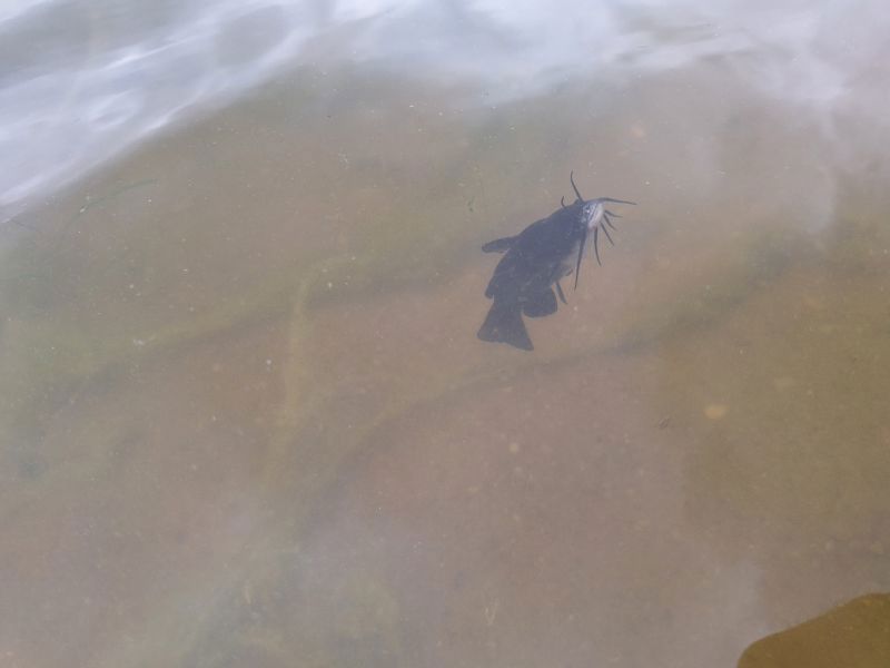 Im Bild ist ein kleiner, dunkler Fisch mit Barteln zu sehen, der knapp unter der Wasseroberfläche schwimmt.