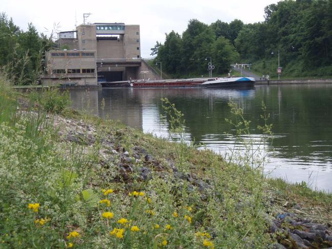 Im Vordergrund wachsen wilde Blumen und Gräser am Ufer eines Kanals, während im Hintergrund ein großes Frachtschiff in einer modernen Schleusenanlage liegt, umgeben von dichter, grüner Vegetation.