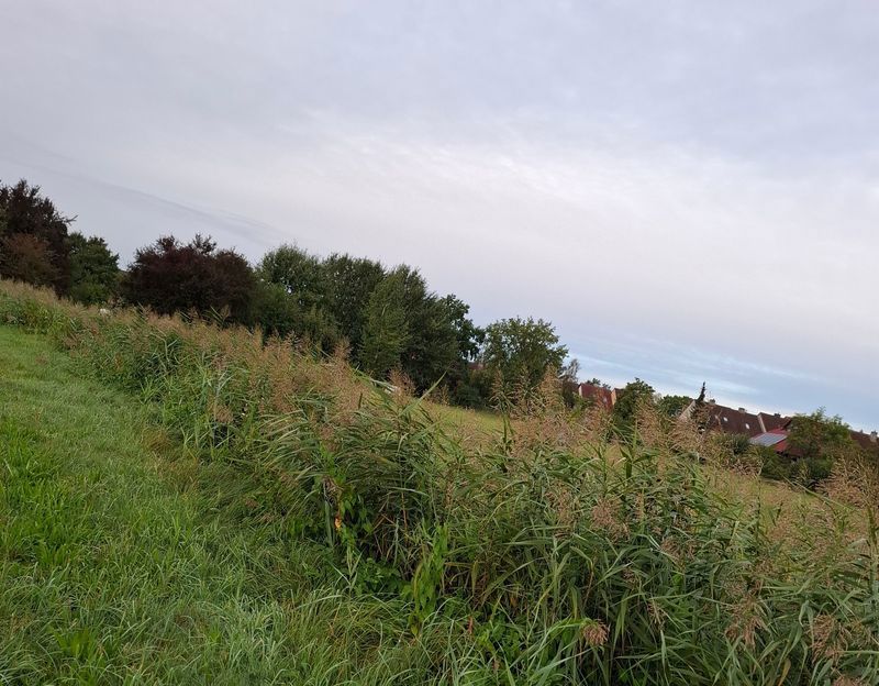 Grüne Landschaft mit Häuser im Hintergrund.